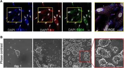 Use of a 3D Floating Sphere Culture System to Maintain the Neural Crest-Related Properties of Human Dental Pulp Stem Cells